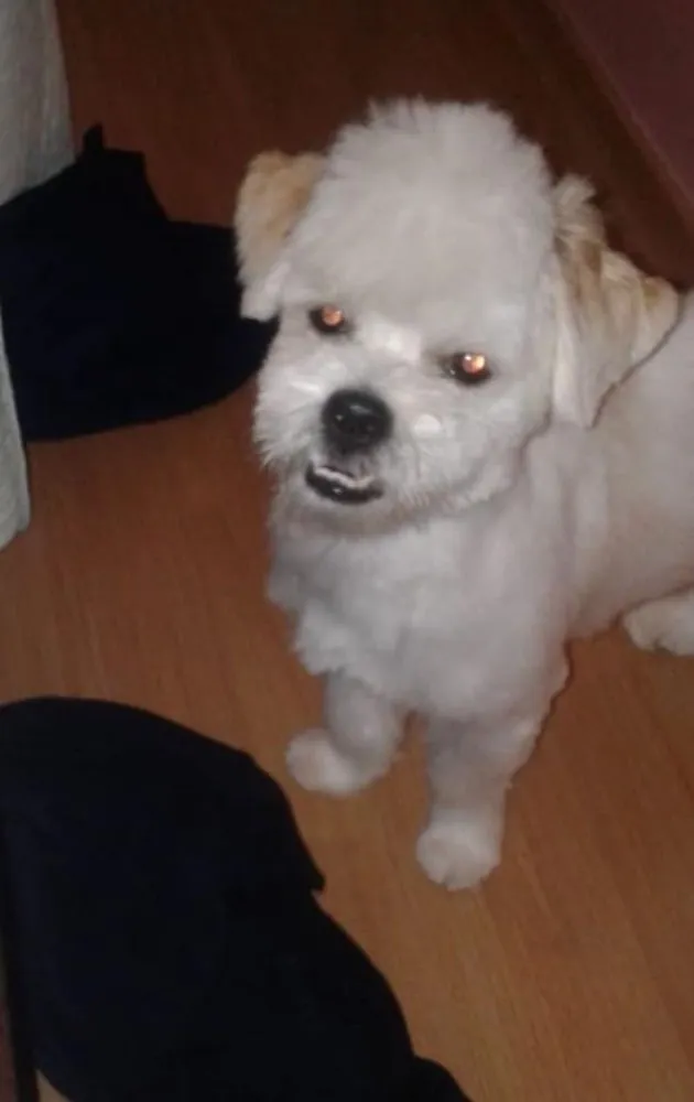 Cachorro ra a LHASA APSO idade 1 ano nome Bingo