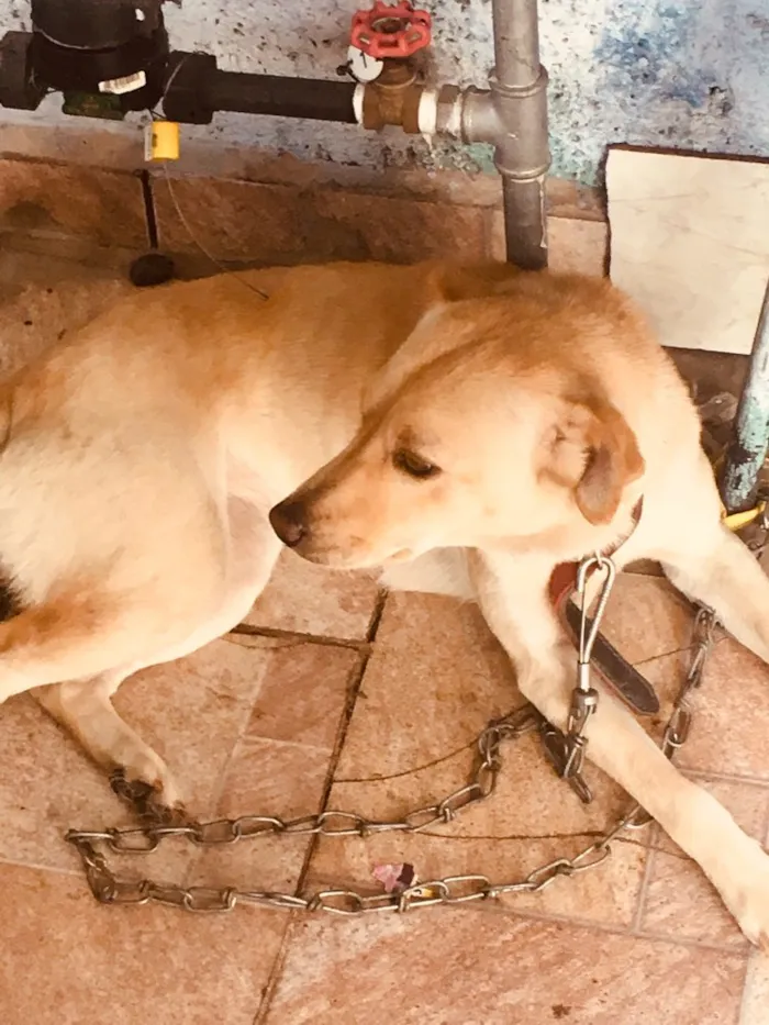 Cachorro ra a Labrador com chau chau  idade 7 a 11 meses nome Kiara