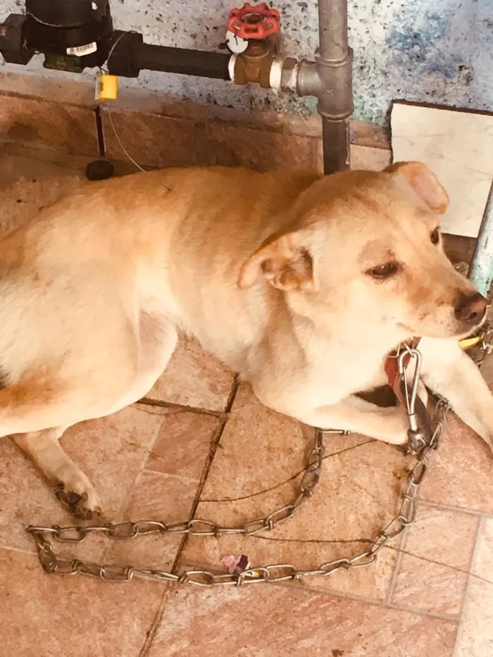 Cachorro ra a Labrador com chau chau  idade 7 a 11 meses nome Kiara