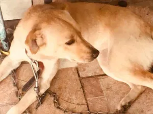 Cachorro raça Labrador com chau chau  idade 7 a 11 meses nome Kiara