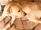 Cachorro raça Labrador com chau chau  idade 7 a 11 meses nome Kiara