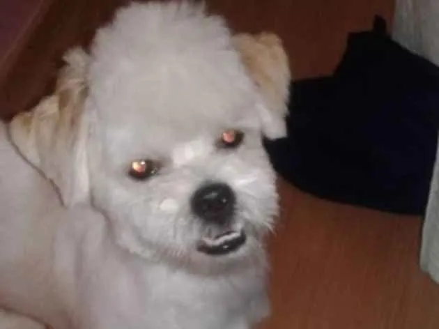 Cachorro ra a LHASA APSO idade 1 ano nome Bingo