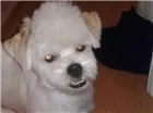 Cachorro raça LHASA APSO idade 1 ano nome Bingo