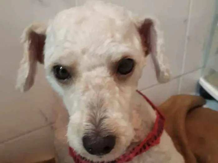Cachorro ra a Poodle idade 4 anos nome Sem nome