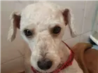 Cachorro raça Poodle idade 4 anos nome Sem nome