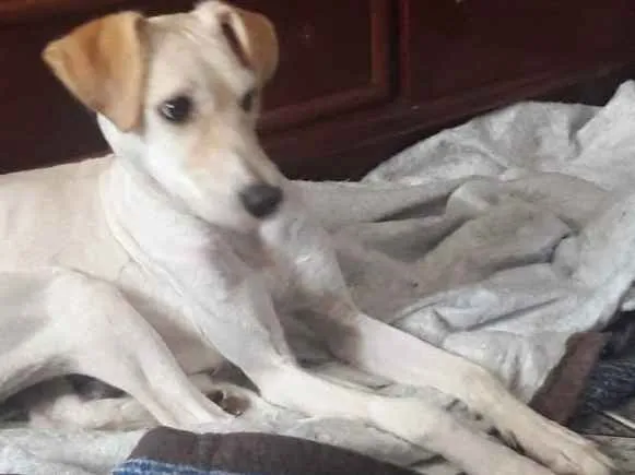 Cachorro ra a Srd idade 7 a 11 meses nome Lola