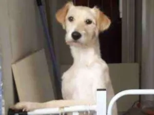 Cachorro raça Srd idade 7 a 11 meses nome Lola