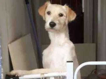 Cachorro ra a Srd idade 7 a 11 meses nome Lola