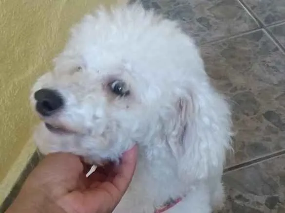Cachorro ra a Poodle idade 5 anos nome Kenay