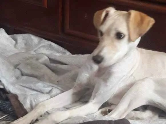 Cachorro ra a Srd idade 7 a 11 meses nome Lola