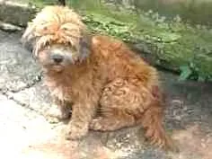 Cachorro raça vira-lata e Shih-poo idade 6 ou mais anos nome bob e sansão