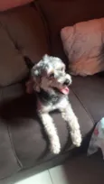 Simba 