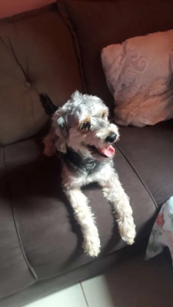 Cachorro ra a poodle idade 2 anos nome Simba 