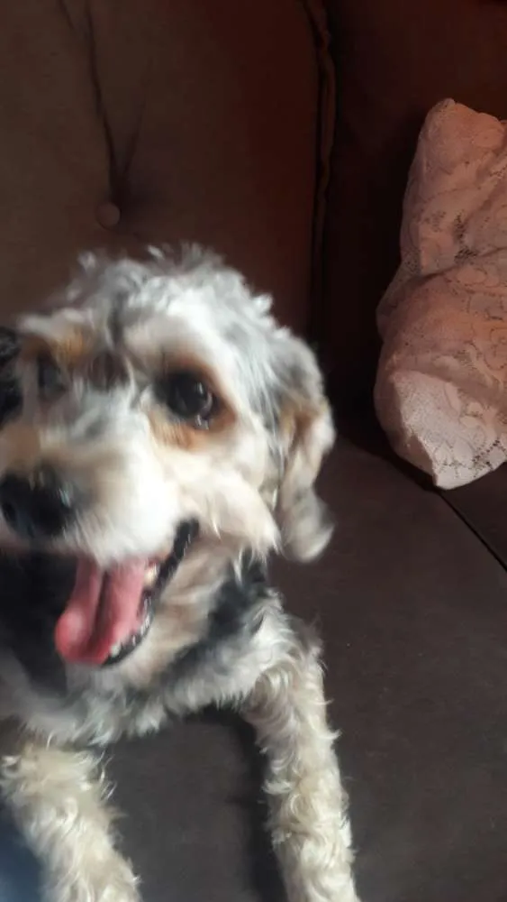 Cachorro ra a poodle idade 2 anos nome Simba 