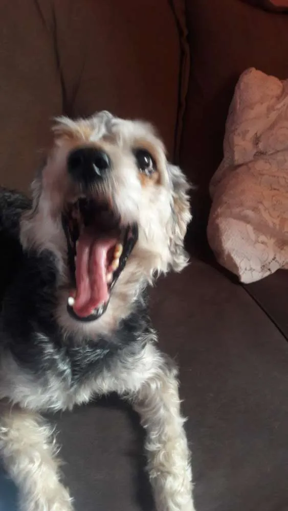 Cachorro ra a poodle idade 2 anos nome Simba 