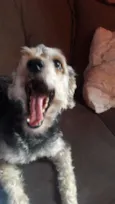 Simba