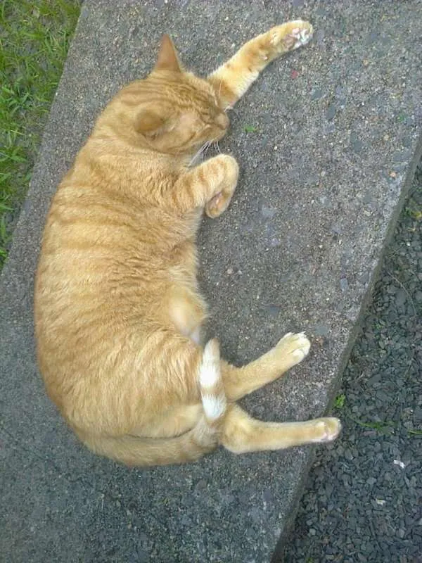 Gato ra a sem raça idade 6 ou mais anos nome Alemão e Pitu