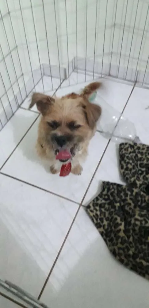 Cachorro ra a Lhasa com coffap  idade 1 ano nome Marshall