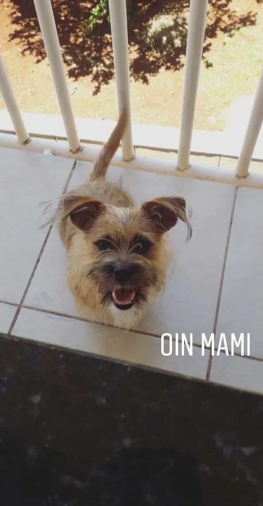Cachorro ra a Lhasa com coffap  idade 1 ano nome Marshall