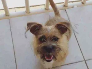 Cachorro raça Lhasa com coffap  idade 1 ano nome Marshall