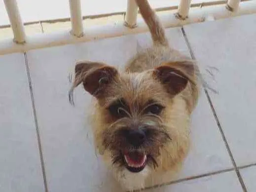 Cachorro ra a Lhasa com coffap  idade 1 ano nome Marshall