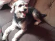 Simba 