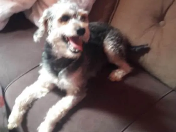 Cachorro ra a poodle idade 2 anos nome Simba 