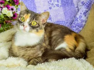 Gato raça SRD idade 1 ano nome Hermione