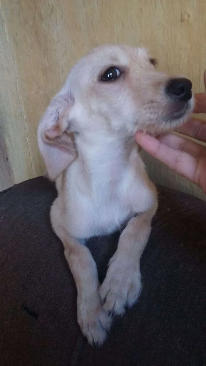 Cachorro ra a Vira-lata com poodle idade 2 a 6 meses nome Cachorrinho