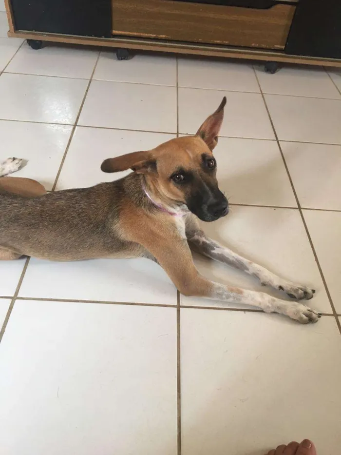Cachorro raça Galgo/pitbull idade 1 ano nome lane