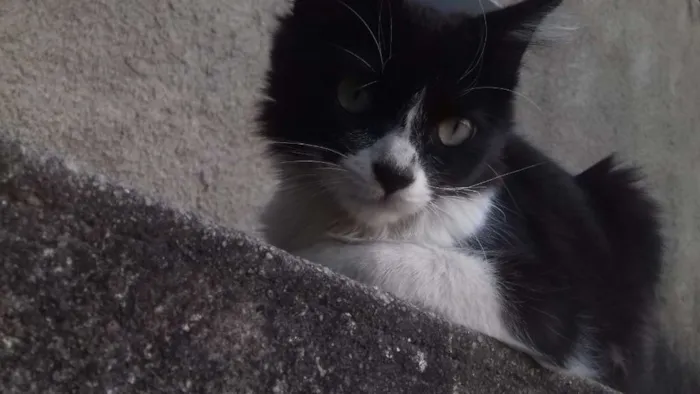 Gato raça  idade  nome Boquinha 