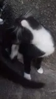 Boquinha 
