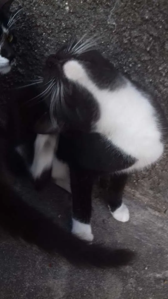 Gato raça  idade  nome Boquinha 