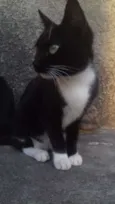 Boquinha 
