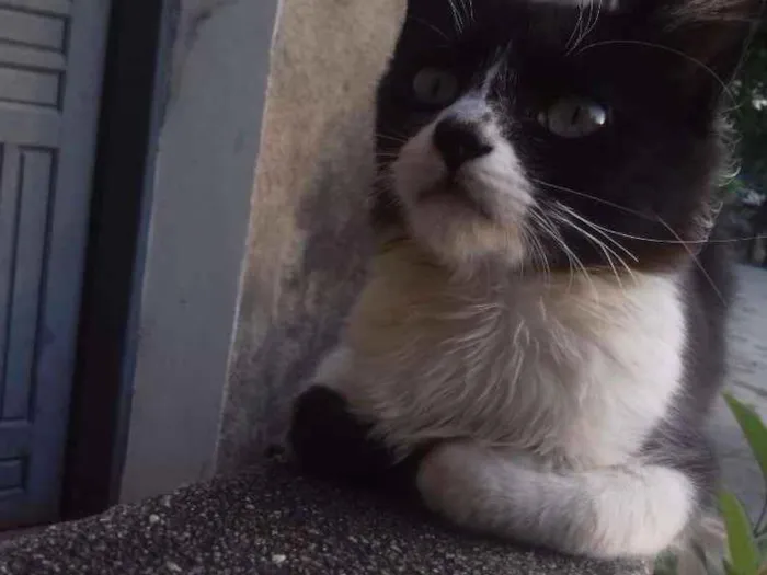 Gato raça  idade  nome Boquinha 