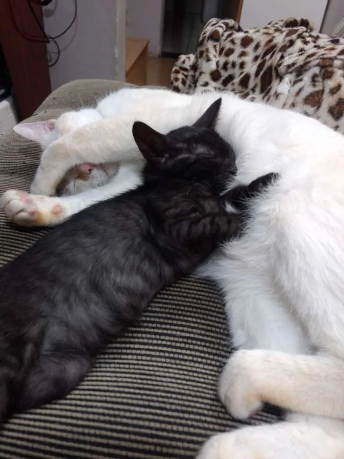 Gato ra a Srd idade 2 a 6 meses nome Penélope