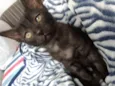 Penélope