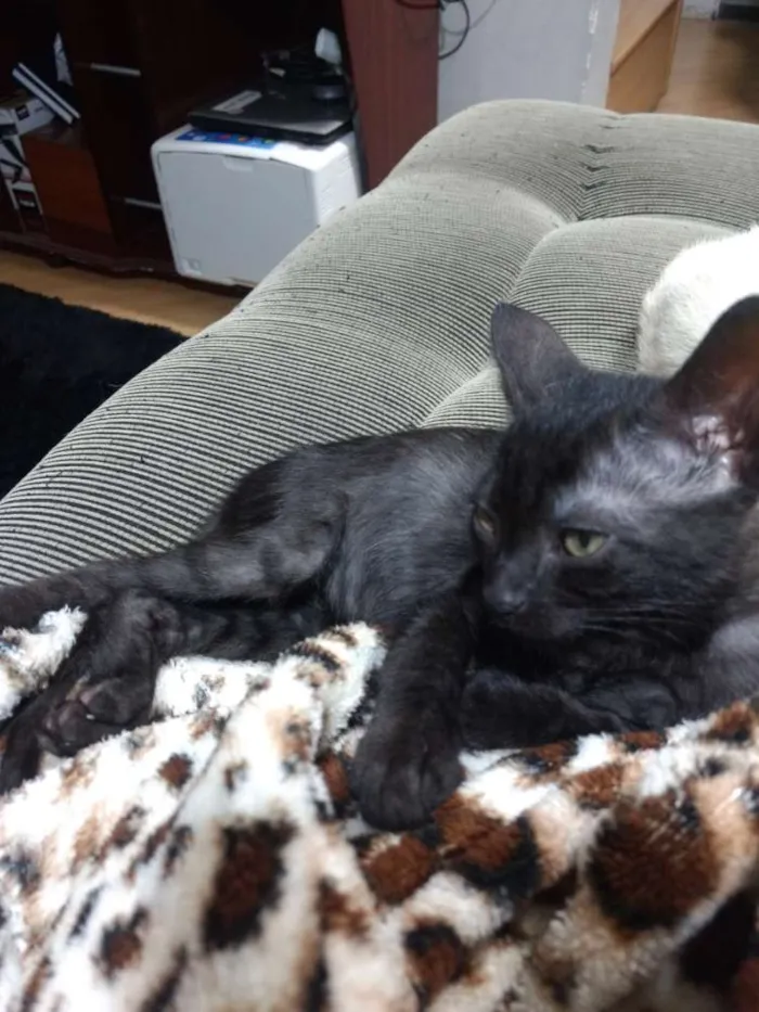 Gato ra a Srd idade 2 a 6 meses nome Penélope