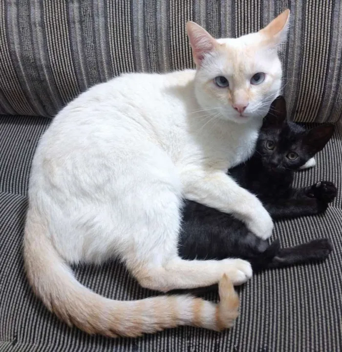 Gato ra a Srd idade 2 a 6 meses nome Penélope