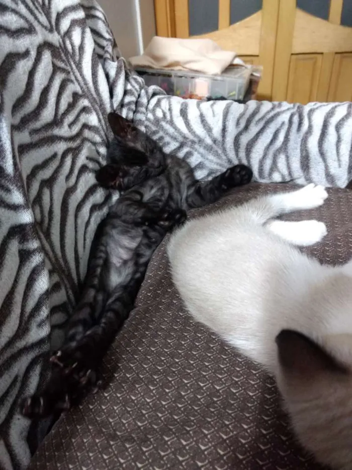 Gato ra a Srd idade 2 a 6 meses nome Penélope