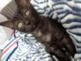 Penélope