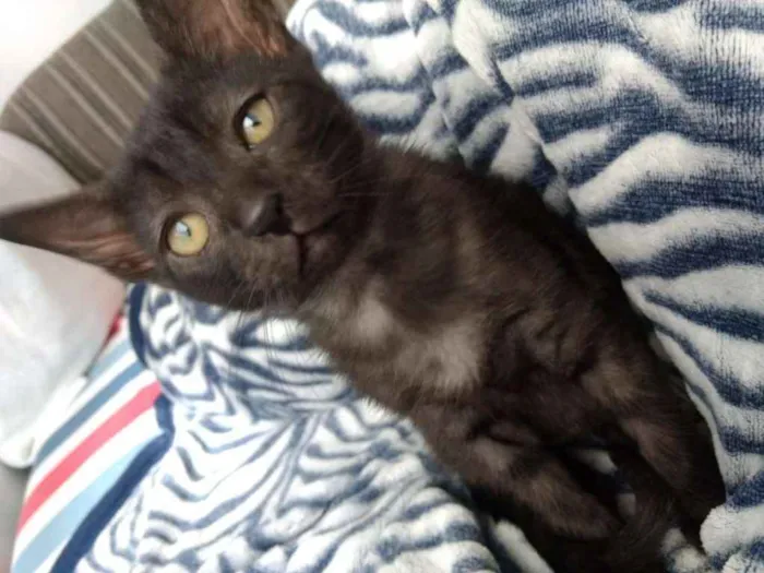 Gato ra a Srd idade 2 a 6 meses nome Penélope
