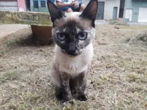 Gato raça Srd idade 7 a 11 meses nome Manchinha 