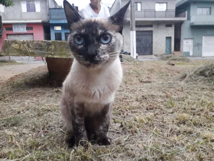 Gato ra a Srd idade 7 a 11 meses nome Manchinha 