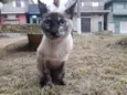 Manchinha