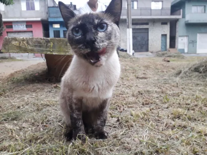 Gato ra a Srd idade 7 a 11 meses nome Manchinha 