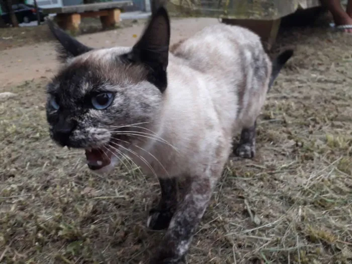 Gato ra a Srd idade 7 a 11 meses nome Manchinha 