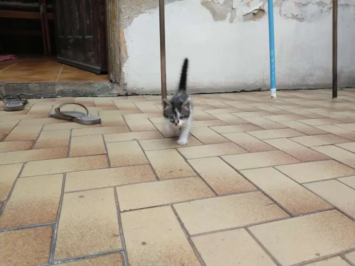Gato ra a  idade 2 a 6 meses nome Dóris
