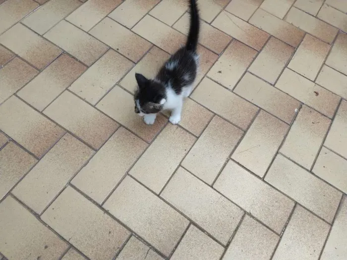 Gato ra a  idade 2 a 6 meses nome Dóris