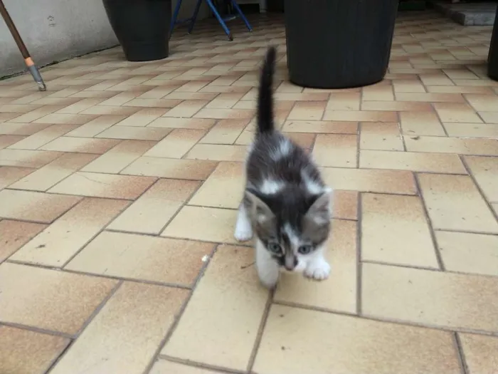 Gato ra a  idade 2 a 6 meses nome Dóris